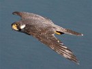 Sokol sthovavý (Falco peregrinus)