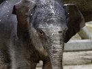 Sloní slena z praské zoo se má hned po narození ile k svtu.