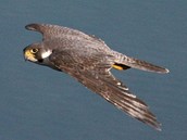 Sokol sthovav (Falco peregrinus)