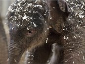 Novorozená slonice