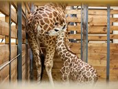 V Zoo Praha narodilo již 75. mládě žirafy. Bude se jmenovat Liana.