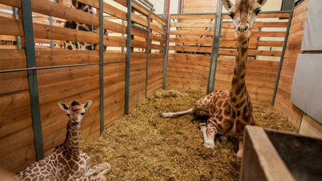 V Praze se narodila malá samička žirafy Rothschildovy. Dostala jméno Liana.