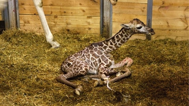 V Praze se narodila malá samička žirafy Rothschildovy. Dostala jméno Liana.