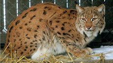 Samice rysa ostrovida Cora nyní bydlí v Zoo Ohrada v Hluboké nad Vltavou.