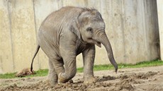 Sloní slena Rashmi stále pibývá na váze. A trauma z toho zjevn nemá.