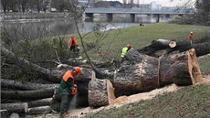 Na p�erovském náb�e�í Edvarda Bene�e za�alo kácení starých a nemocných javor�.