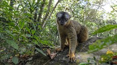 Lemur hndý (Eulemur fulvus) v NP Isalo