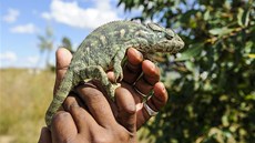 Chameleony najdete vude.