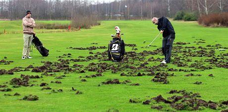 Divoáci loni rozryli také golfové hit v Lázních Bohdane. Foto: Michal