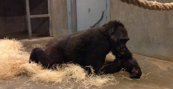 Gorila Kamba po porodu (24. února 2013)