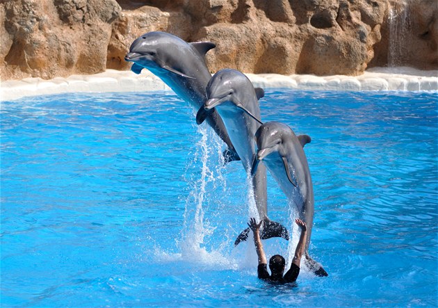 Delfíní show (ilustrační foto)
