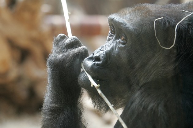 Kamba je nejstarí praská gorila. 