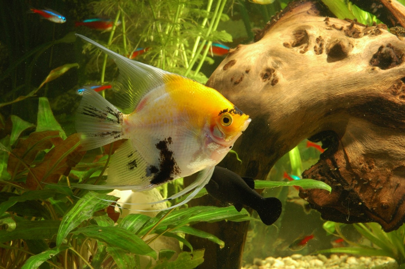 Akvarijní rybi�ky mohou chytit rybí tuberkulózu i z krmení.