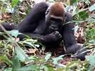 Jak si gorily vyloupávají duinu z liány a hledají houby podobné laným