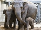 Sloní samice Donna se svými dvma dcerami