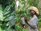 Vlevo rostlina aframonu z Kamerunu v detailu, uprosted Daniel - jeden z...