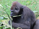 Gorilí samice Twiggs si v Limbe Wildlife Center pochutnává na aframonu. 