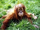 Orangutan Kama jako mlád