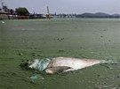Mrtvá ryba plave v jezee ve Wuhanu. 