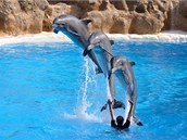 Delfíní show (ilustraní foto)