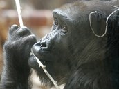 Kamba je nejstarší pražská gorila. 
