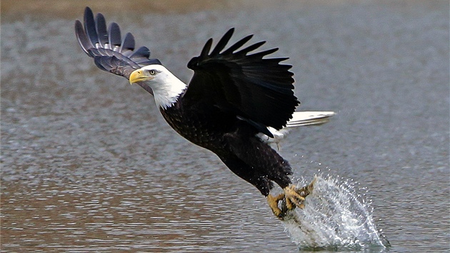SYMBOL AMERIKY NA LOVU. Orel bělohlavý, jeden ze symbolů Spojených států, si počíhal na čerstvou rybu u jezera Manawa ve státě Iowa.