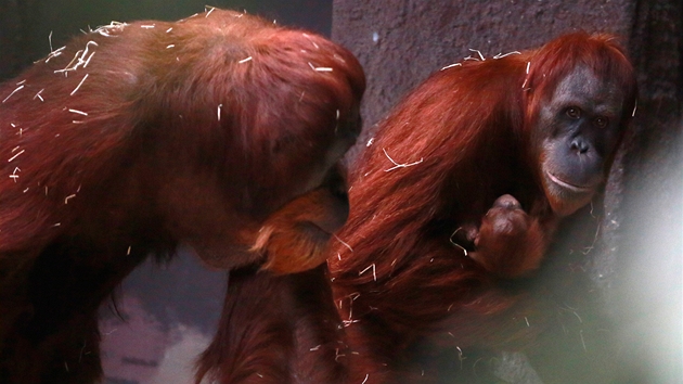 Orangutaní samice Mawar s třítýdenním mládětem v ZOO Praha