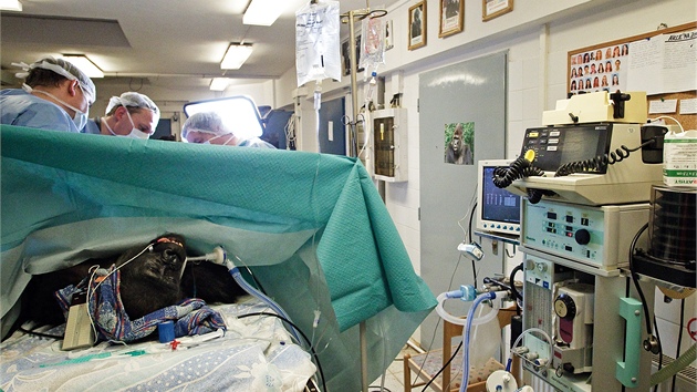 O Kambu během porodu pečoval rozsáhlý tým odborníků složený z chovatelů, veterinářů, humánních lékařů i dalšího zdravotnického personálu (24. 2. 2012).