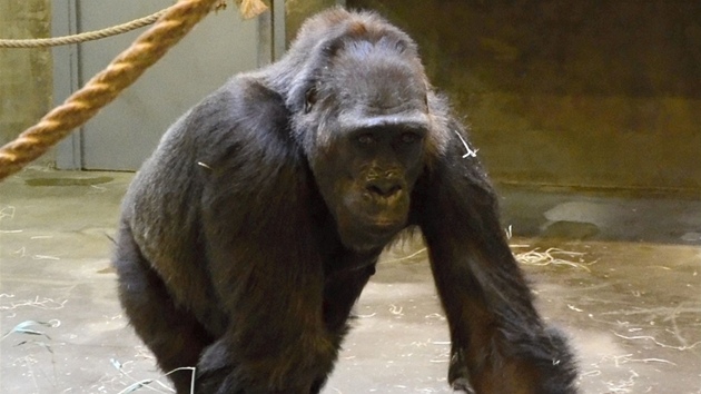 Od druhého dne po porodu už je Kamba aktivnější, komunikuje s chovateli i s gorilí skupinou. 