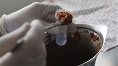 Test potravin na p�ítomnost koniny. Ilustra�ní foto