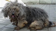 Stráníci v Brn zachránili z ulice tináctiletého kíence ve zbdovaném stavu.