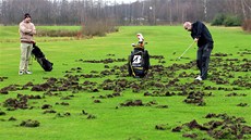 Divočáci loni rozryli také golfové hřiště v Lázních Bohdaneč. Foto: Michal