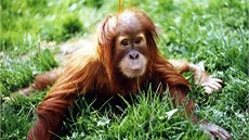 Orangutan Kama jako mládě