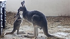 Malý klokan s maminkou si v únoru zvykali na nové prostory v jihlavské zoo.