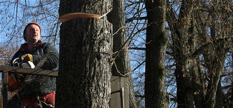 Kácení strom na Masarykov tíd zaalo v pondlí. Letos jich pjde k zemi