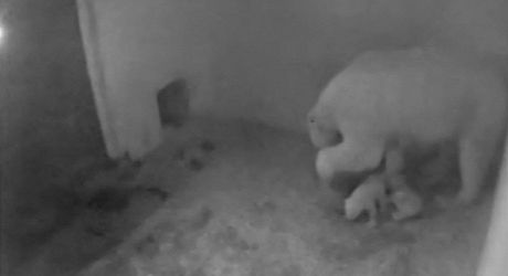 Dv mláata ledního medvda jsou zatím s matkou Corou zalezlá v porodním boxu.