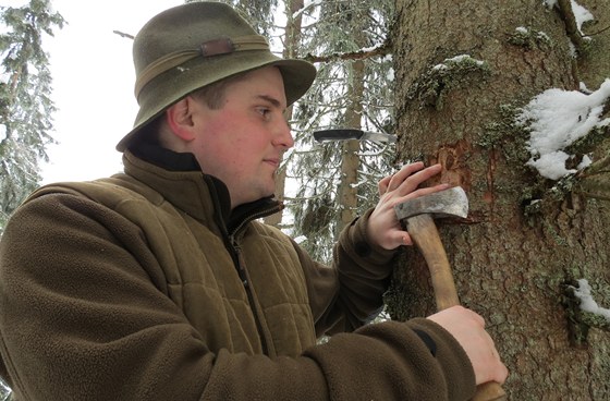 Lesník Jií Merunka pouívá sekyrku, aby se mohl podívat pod kru stromu.  