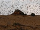 Jih Izraele zaplavila hejna ravých kobylek (6. bezna 2013)