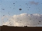 Jih Izraele zaplavila hejna ravých kobylek (6. bezna 2013)