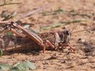 Izrael suují miliony kobylek
