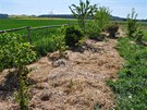 Takto vypadá ivý plot v péi permakulturního zahradníka: plon mulované jsou
