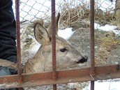 Strnci elezn pruty rozthli heverem a srnku vysvobodili.