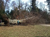 Vyvrácený strom v Parku Stromovka