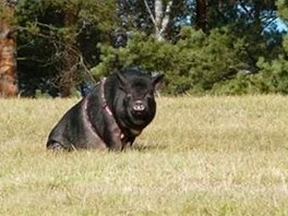 Karkulka už má 70 kilogramů.