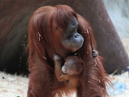 Orangutan mld se um dret jako klt, mmy Mawar se jen tak nepust. 