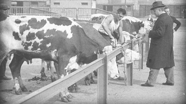 Krávy v areálu bývalých ostravských městských jatek.