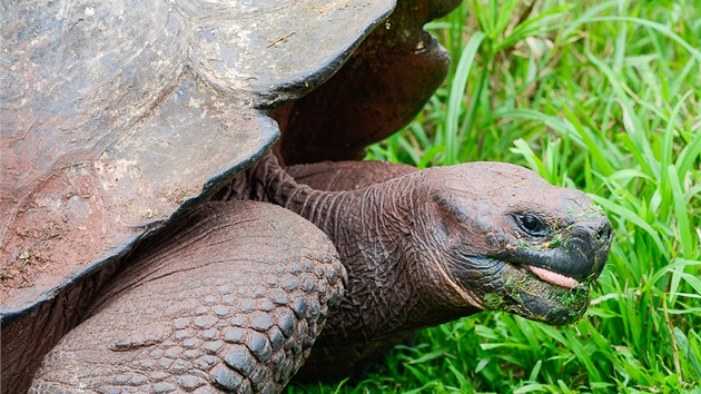 Želva sloní (Geochelone nigra) je největší žijící pozemní druh želvy. Žije jen na Galapágách, dožívá se více než 100 let a váží až 250 kg. Na každém z ostrovů Galapág se vyskytuje jiný poddruh, do dneška přežilo 11 poddruhů.