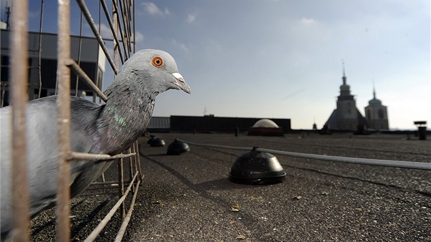 Letošní odchyt holubů v centru Jihlavy by měl jejich populaci zredukovat na polovinu, asi na 150 až 200 kusů.
