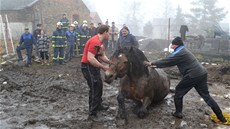 K se po chvíli sám postavil na nohy, na míst ho oetil veteriná