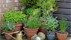 Začít můžete třeba s pěstováním bylinek v nádobách, na balkoně či za oknem.